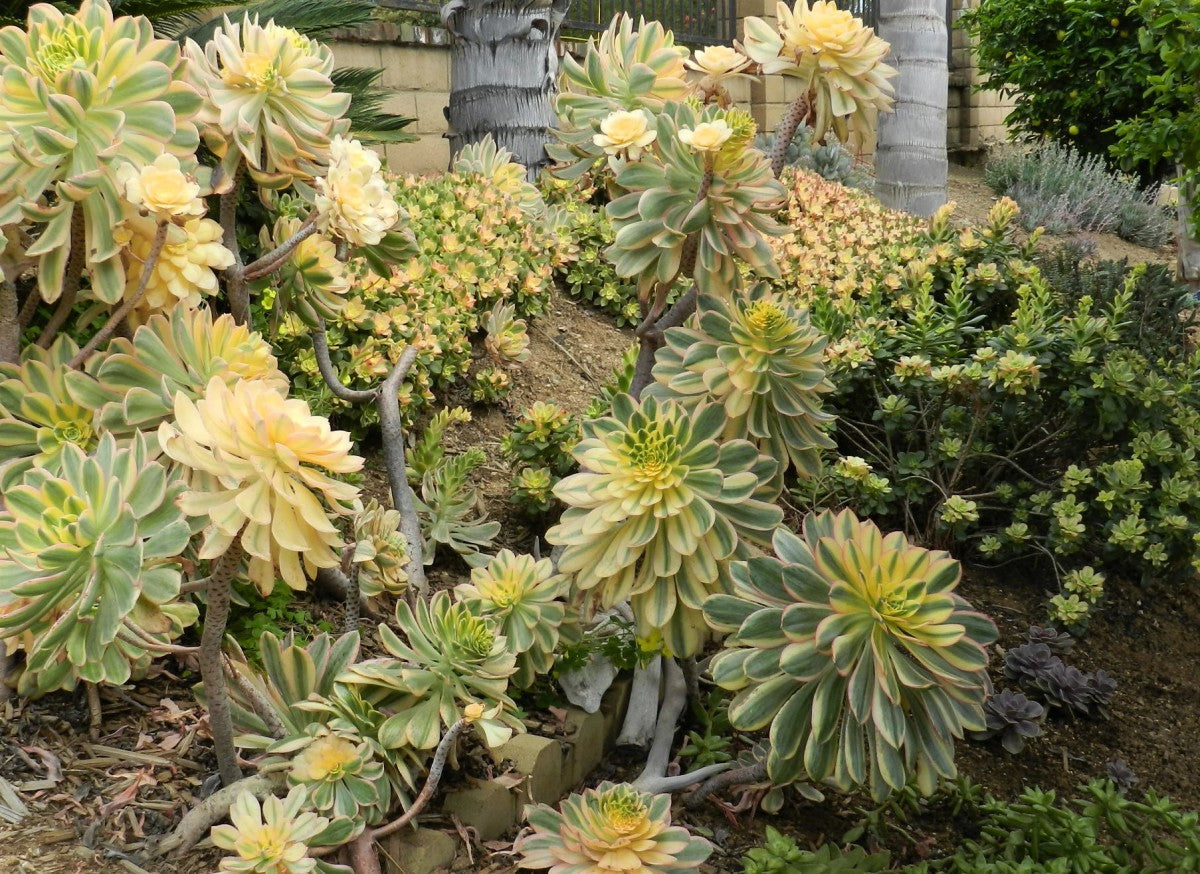 Sunburst Aeonium (Aeonium Sunburst)