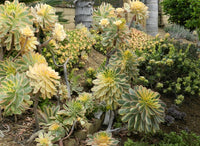 Sunburst Aeonium (Aeonium Sunburst)