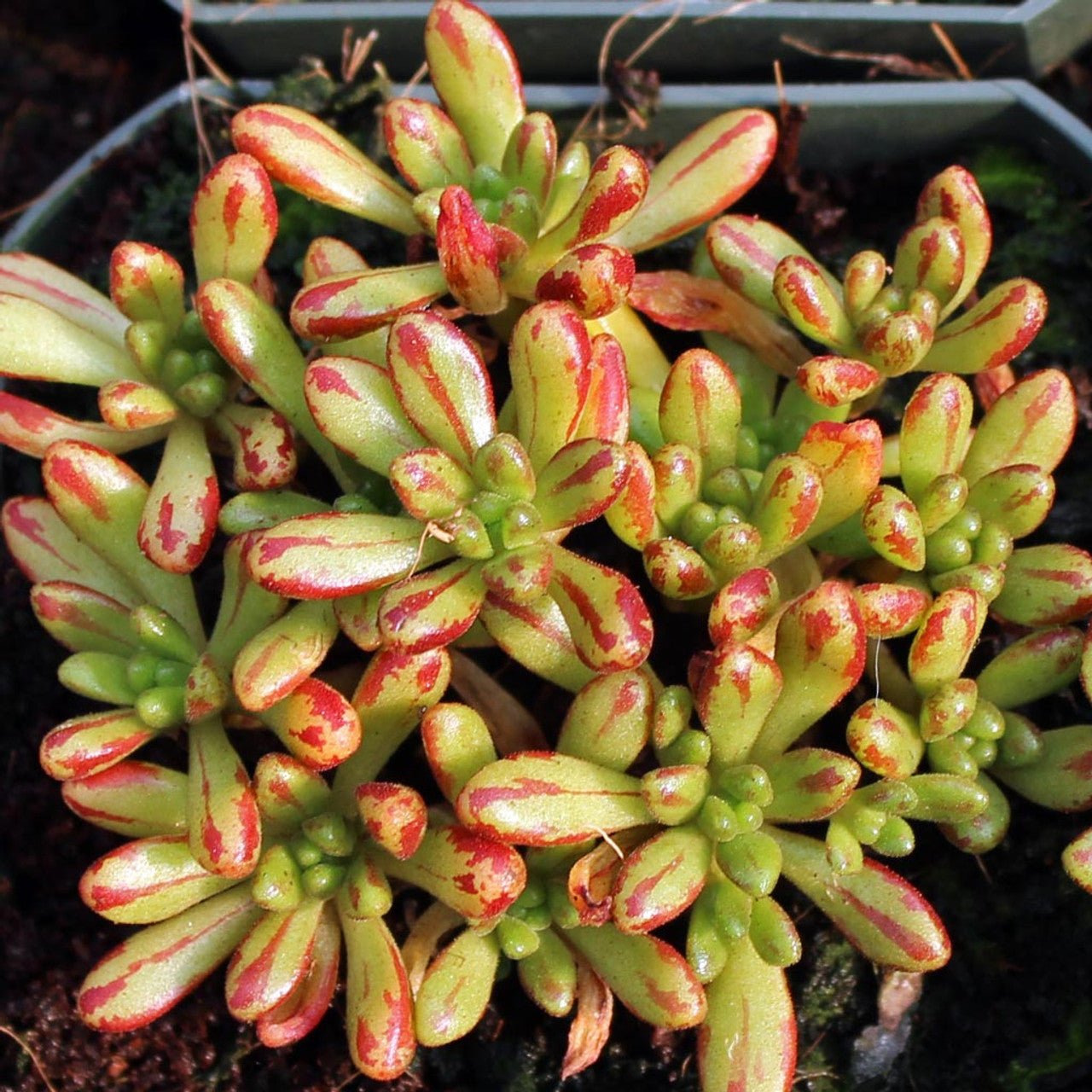 Dwarf Aeonium (Aeonium sedifolium) - Ladybird Nursery