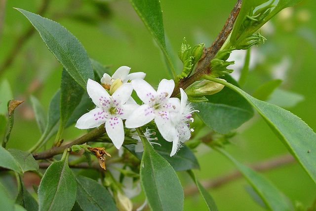 Sticky Boobialla (Myoporum ellipticum)