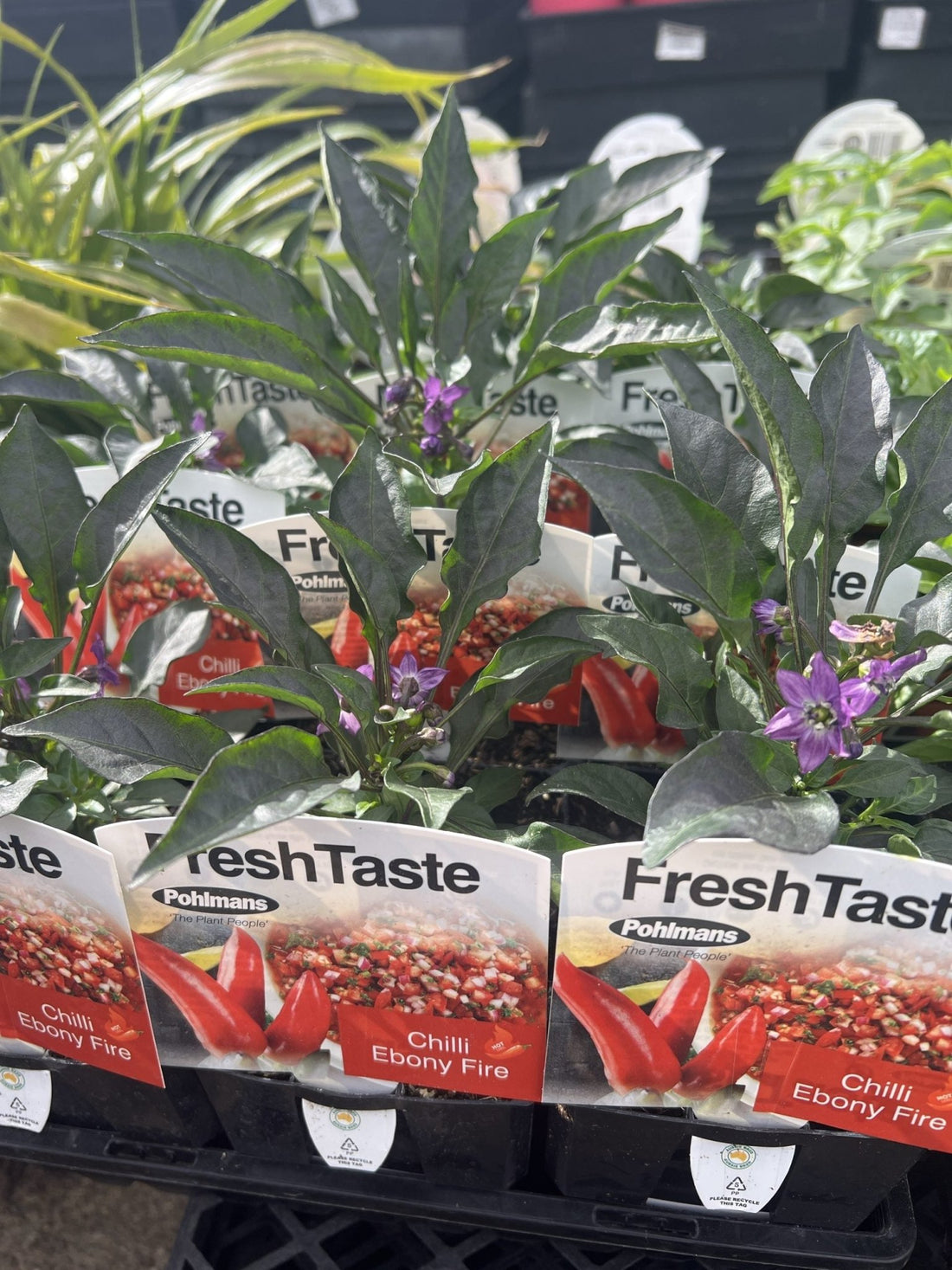 Chilli 'Ebony Fire' - Ladybird Nursery