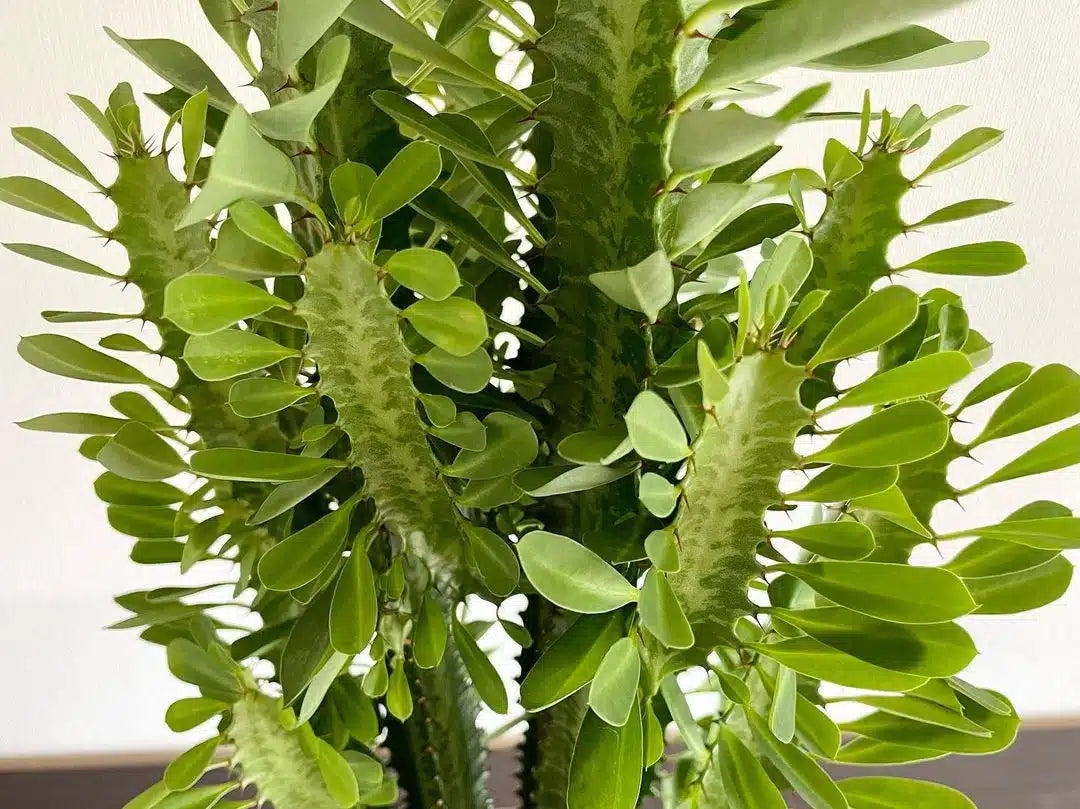 African Milk Tree (Euphorbia trigona)