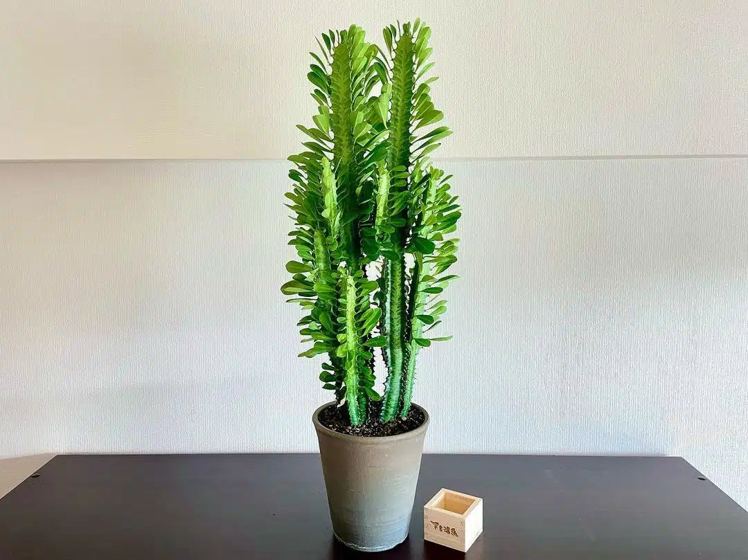 African Milk Tree (Euphorbia trigona)