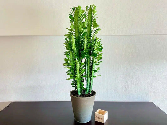 African Milk Tree (Euphorbia trigona)