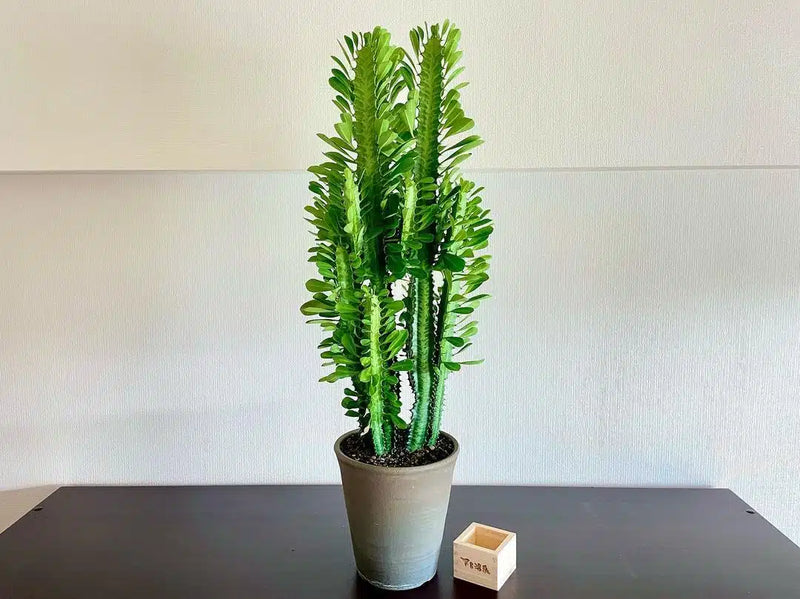 African Milk Tree (Euphorbia trigona)