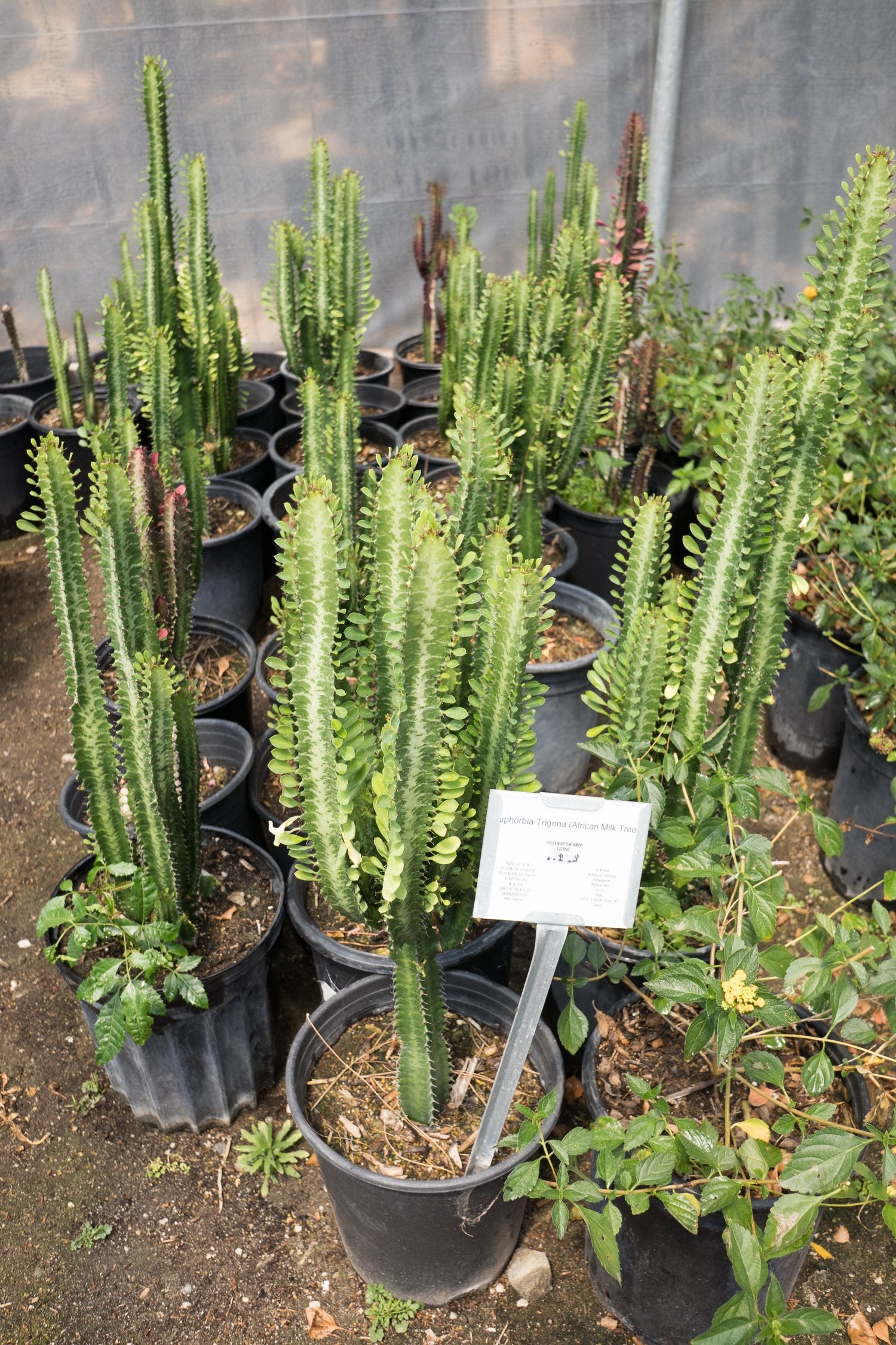African Milk Tree (Euphorbia trigona)