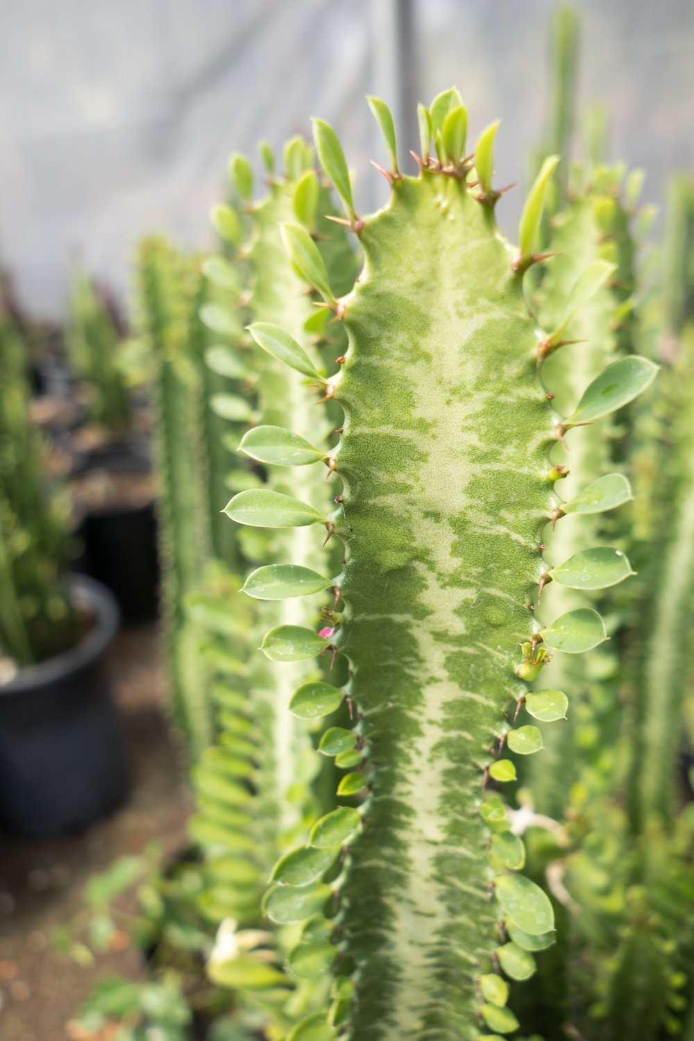 African Milk Tree (Euphorbia trigona)