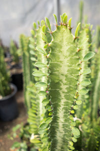 African Milk Tree (Euphorbia trigona)
