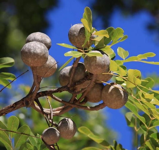 African Mahogany (Khaya senegalensis) - Ladybird Nursery