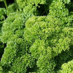 Parsley Afro (Pickup Only) - Ladybird Nursery