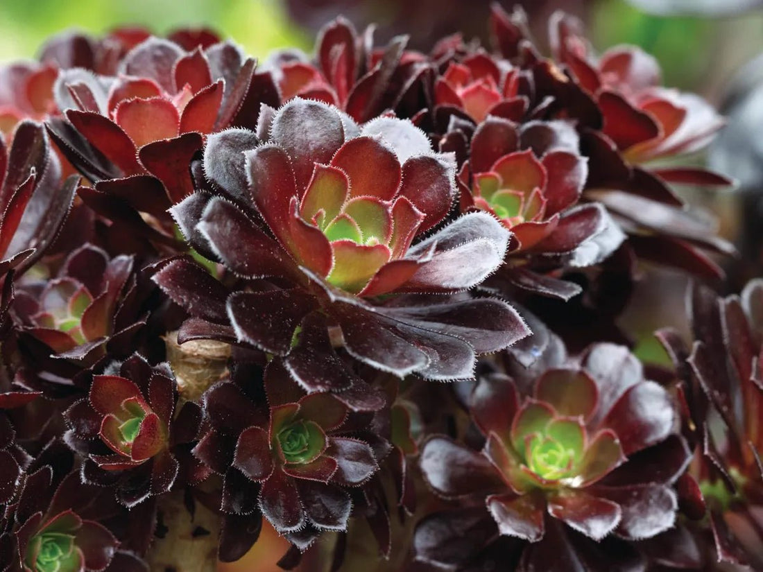 Tree Aeonium Hawathii (Aeonium arboreum) - Ladybird Nursery