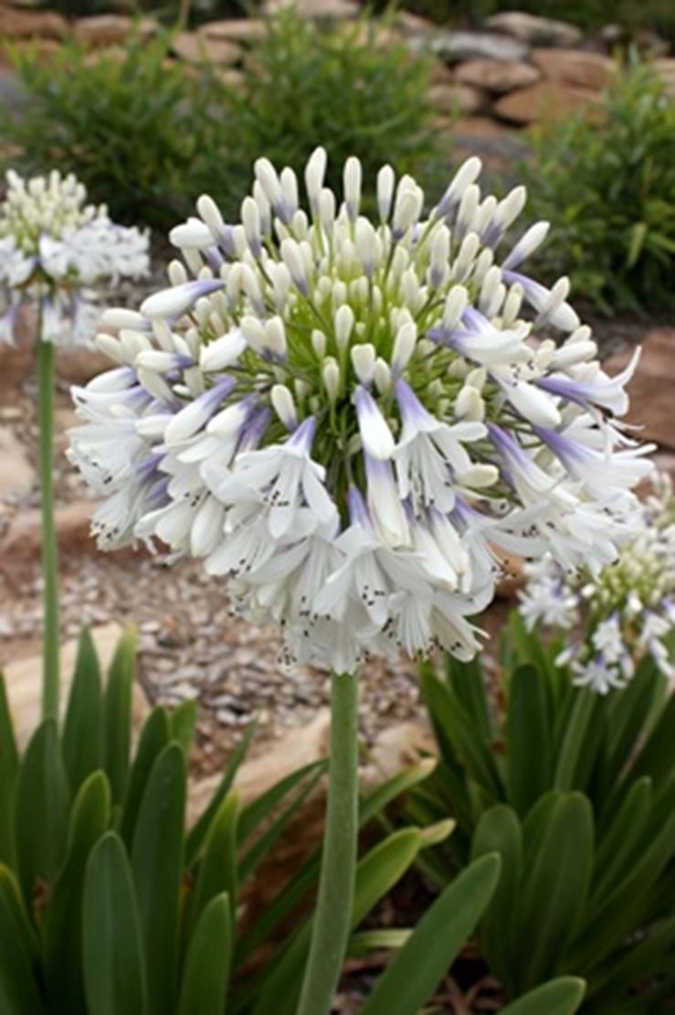 Agapanthus Cloudy Days - Ladybird Nursery