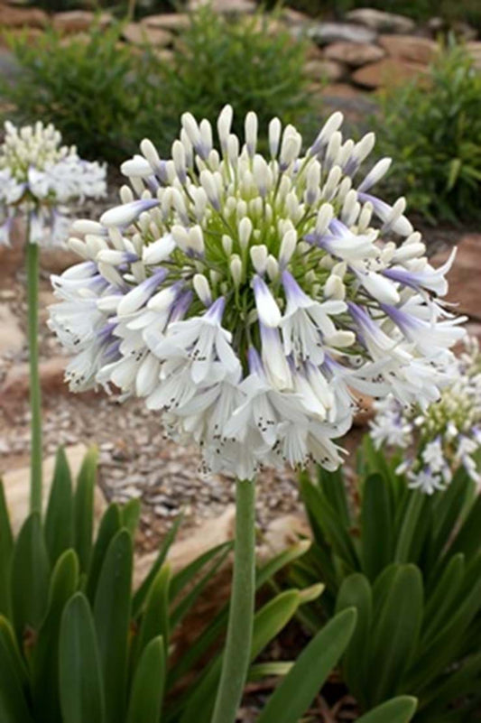 Agapanthus Cloudy Days