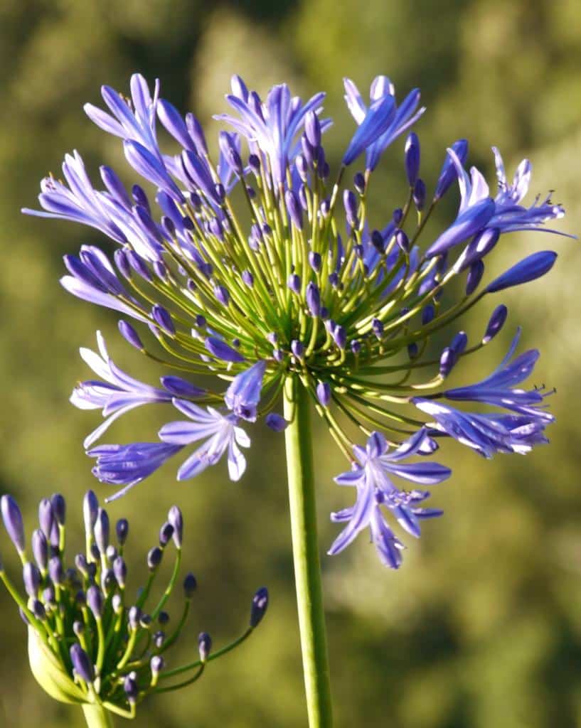 Agapanthus Bella™ Tissue culture