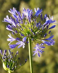 Agapanthus Bella™ Tissue culture