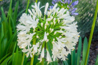 Agapanthus spp. White