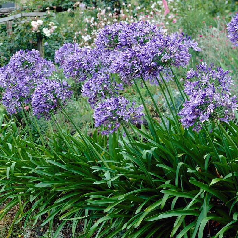 Agapanthus spp. Assorted