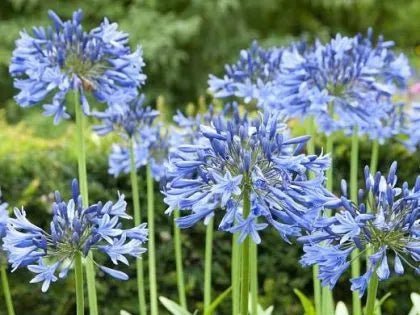 Agapanthus Blue - Ladybird Nursery