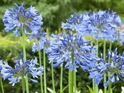 Agapanthus Blue