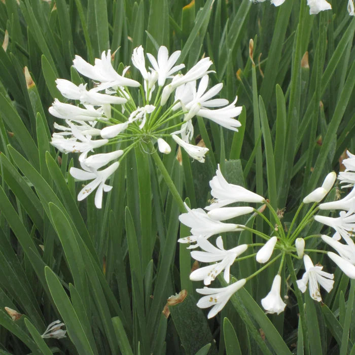 Agapanthus spp. White
