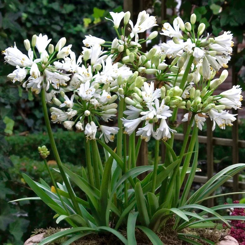 Agapanthus Double Diamond - Ladybird Nursery