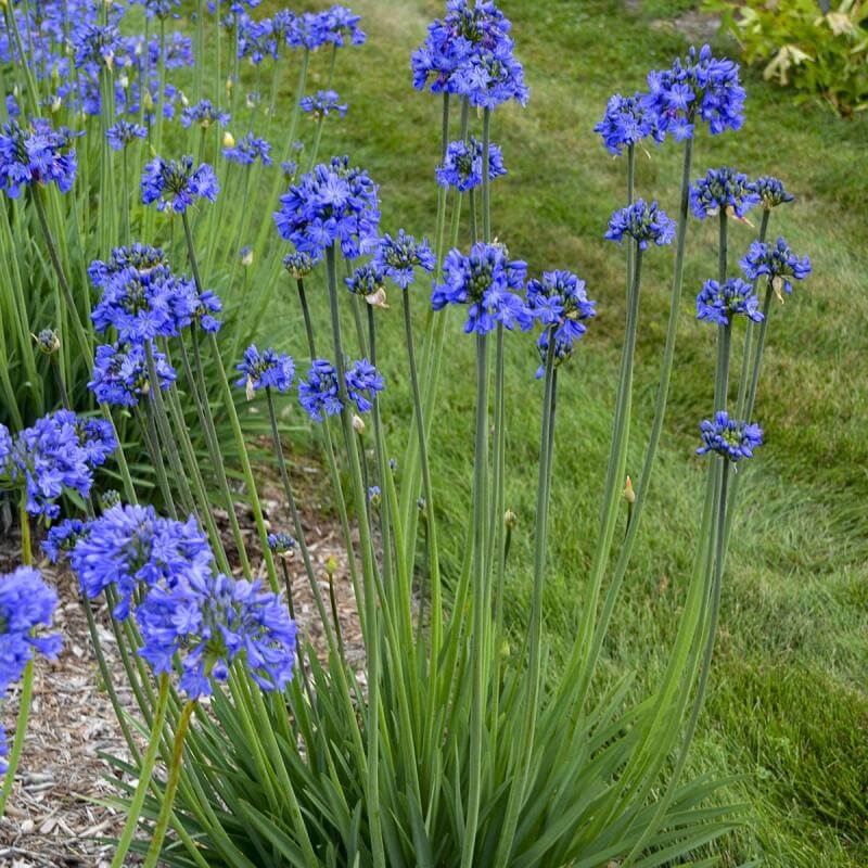 Agapanthus spp. Blue