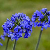 Agapanthus spp. Blue