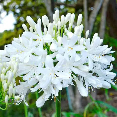 Agapanthus Getty White