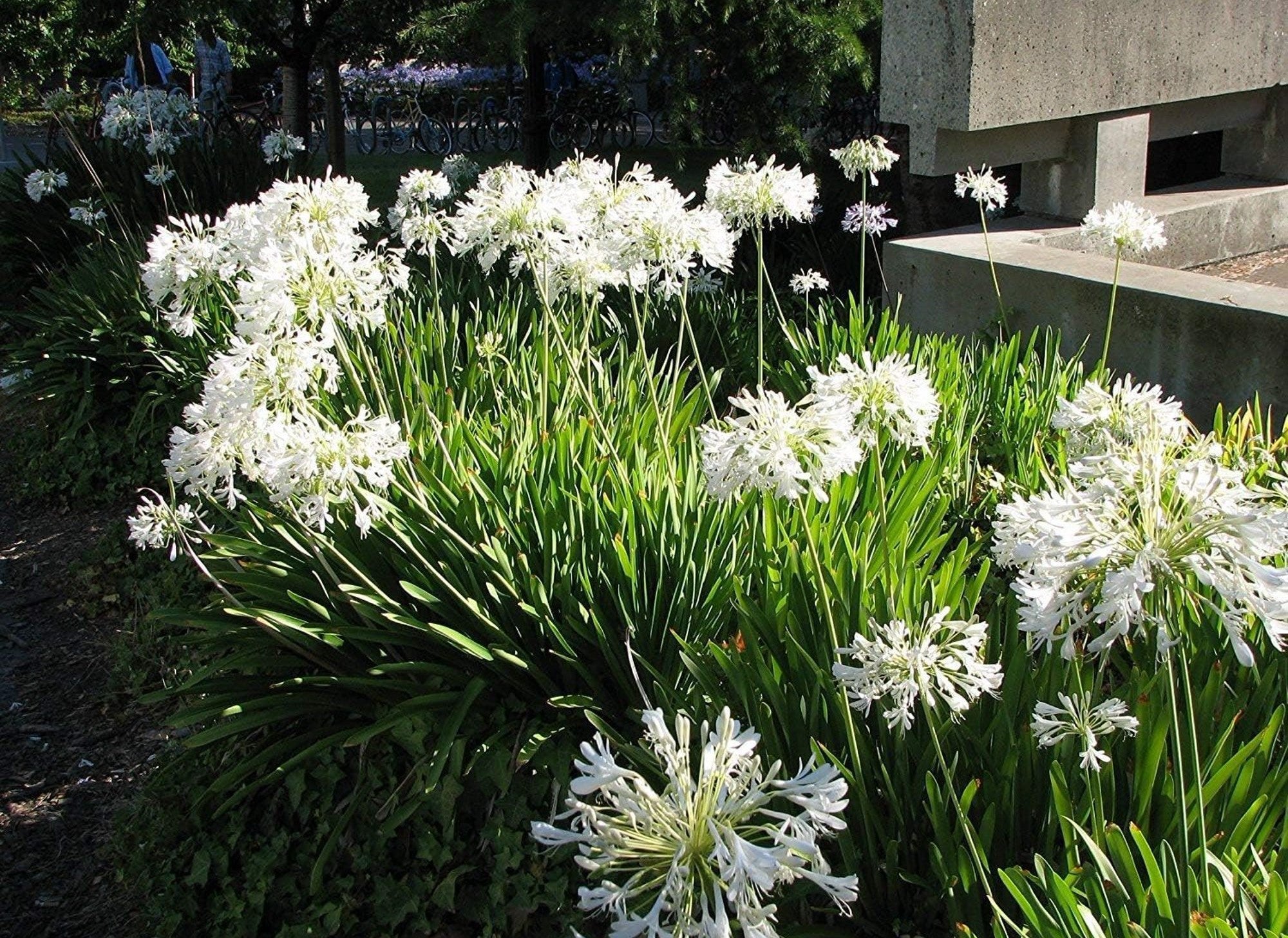 Agapanthus Madison™ - Ladybird Nursery