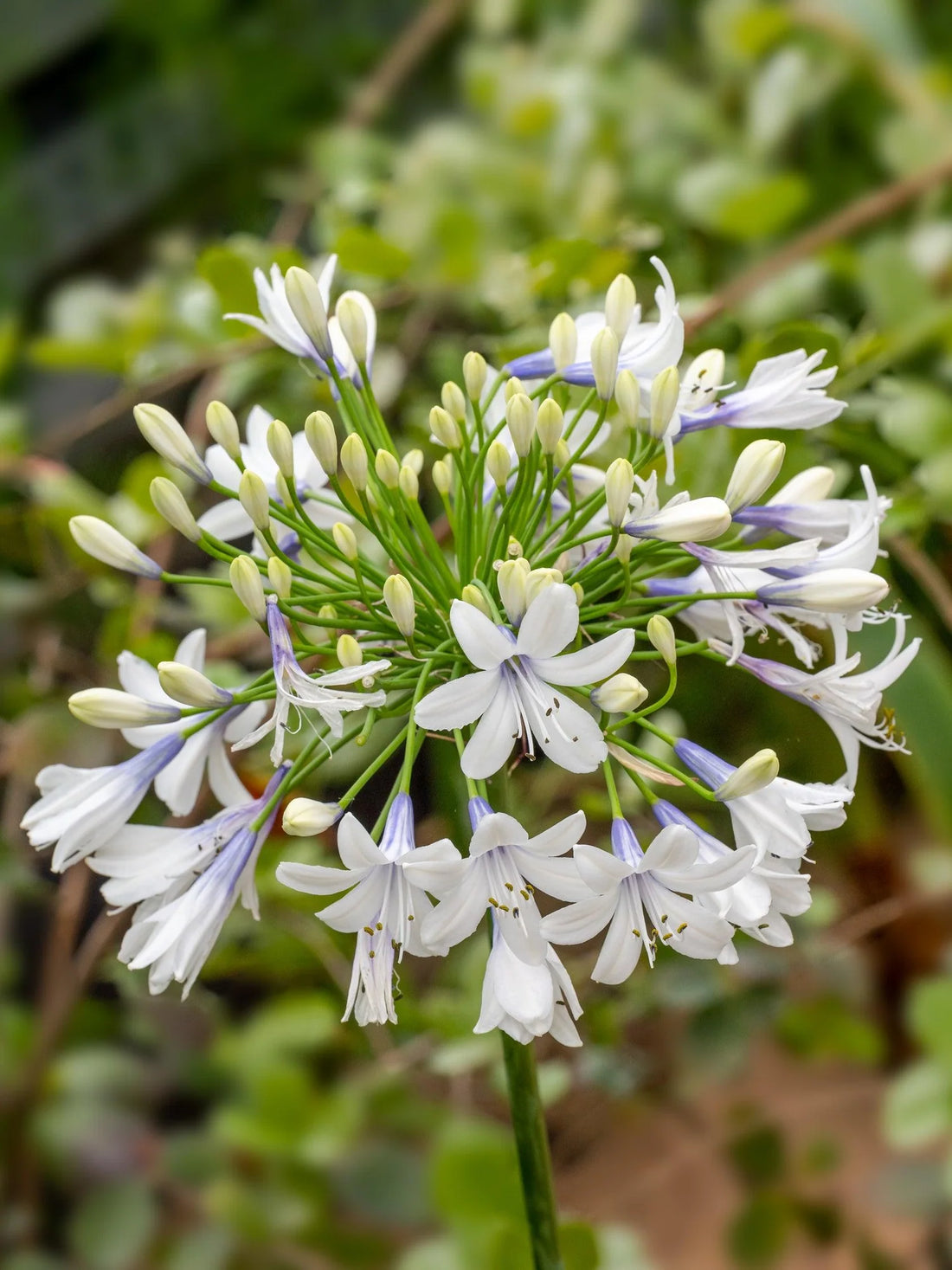 Agapanthus Maxsie™ - Ladybird Nursery