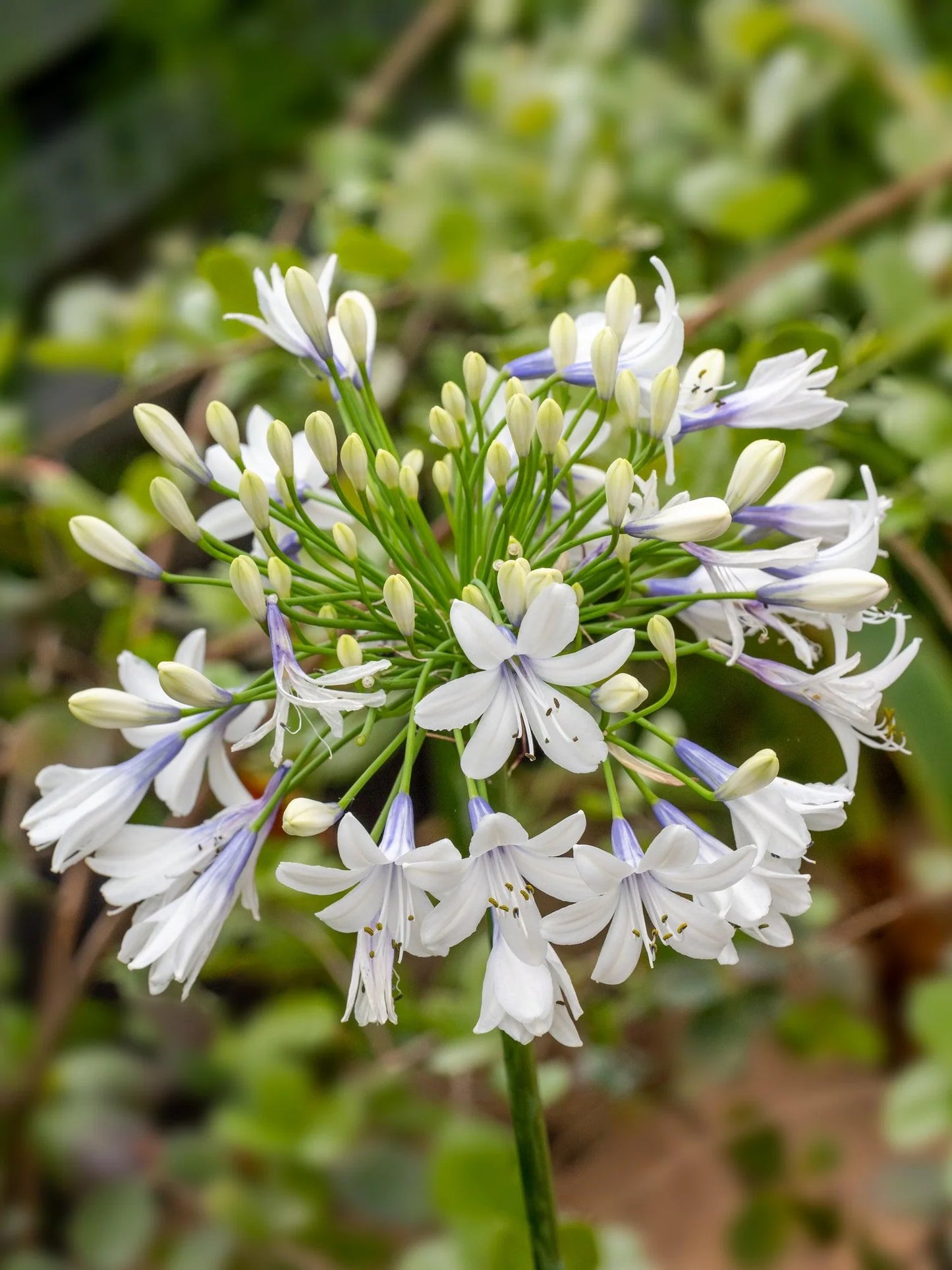 Agapanthus Maxsie™
