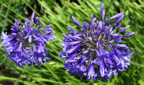 Agapanthus Purple Cloud