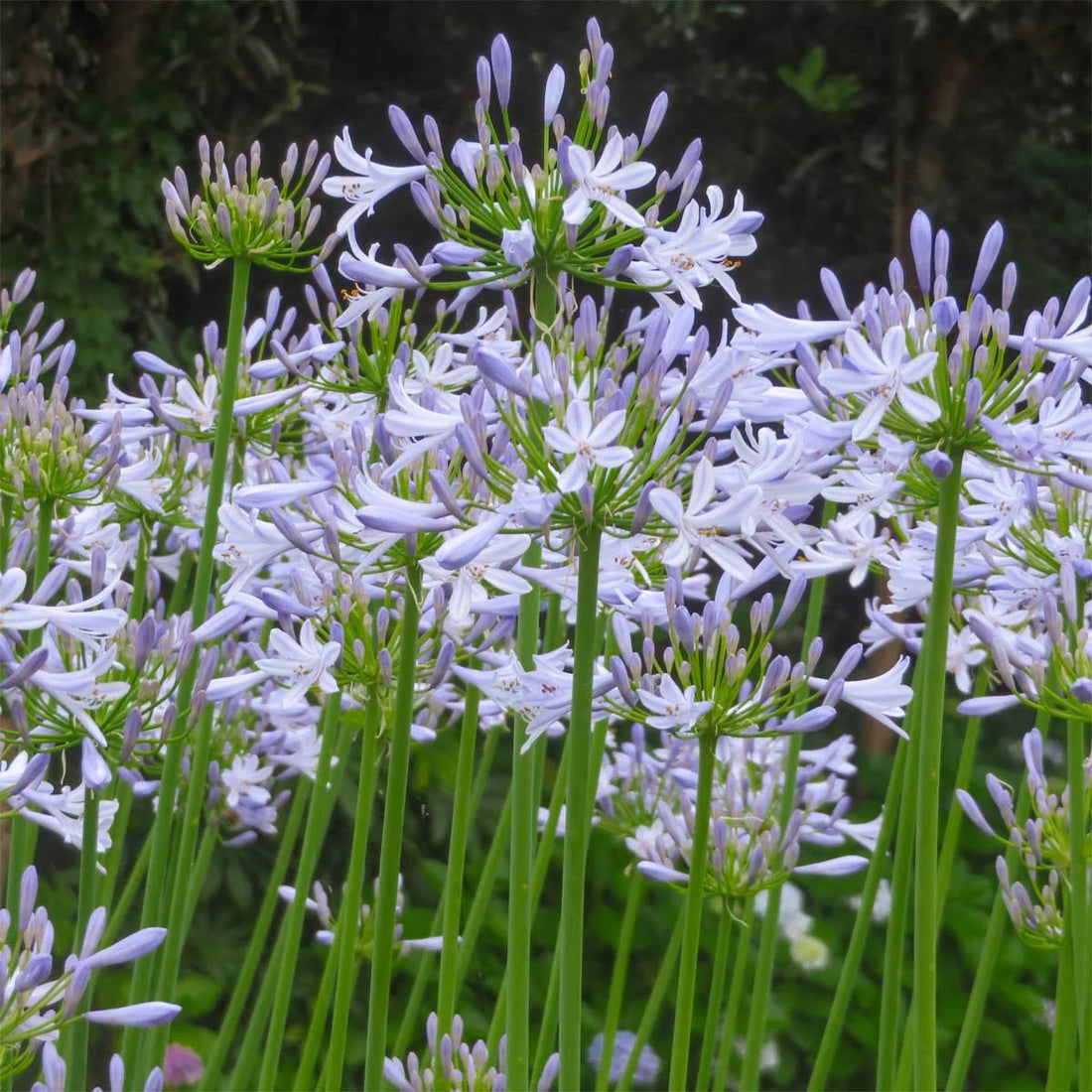 Agapanthus Streamline - Ladybird Nursery