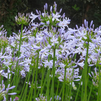 Agapanthus Streamline