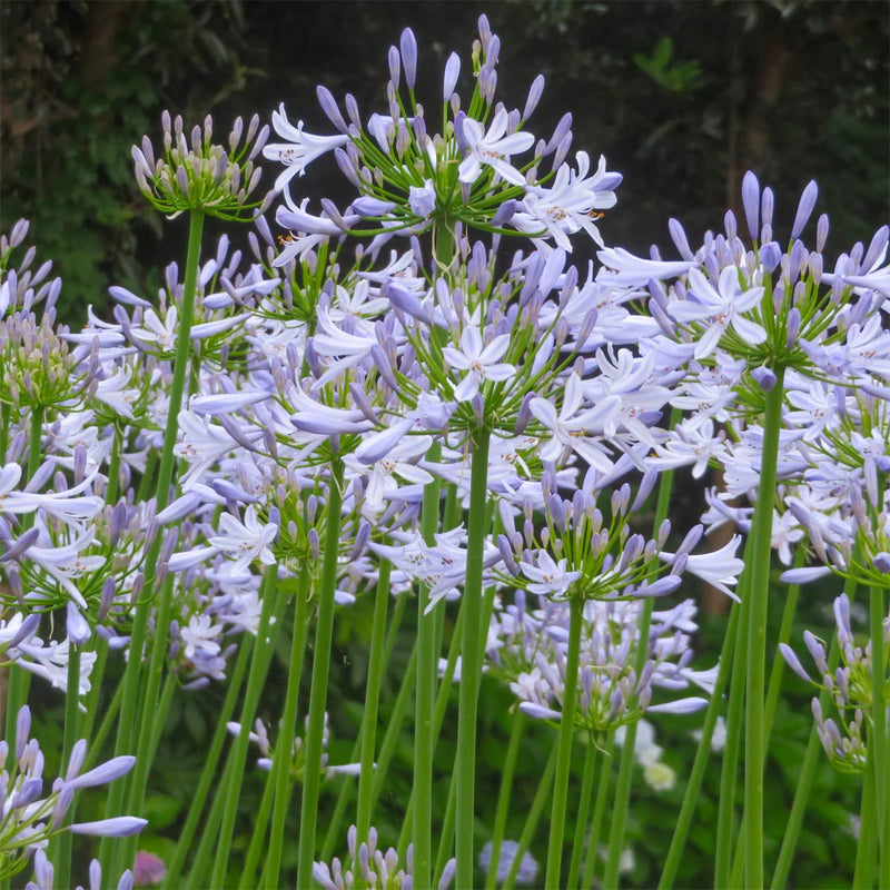 Agapanthus Streamline