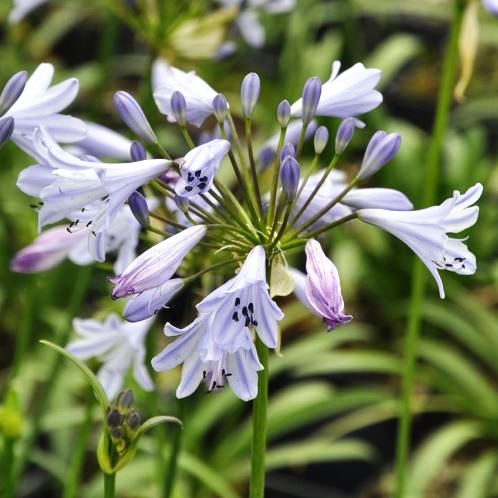 Agapanthus Streamline