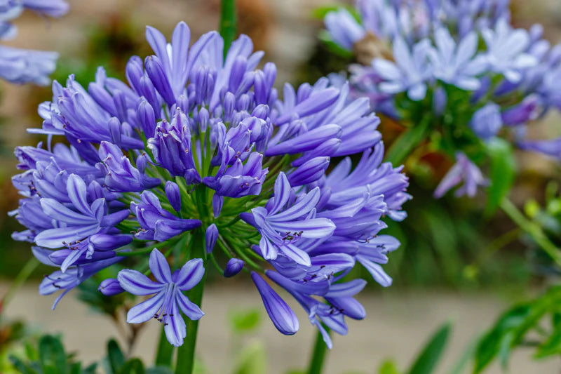 Agapanthus spp. Assorted