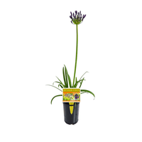 Agapanthus Poppin Purple - Ladybird Nursery