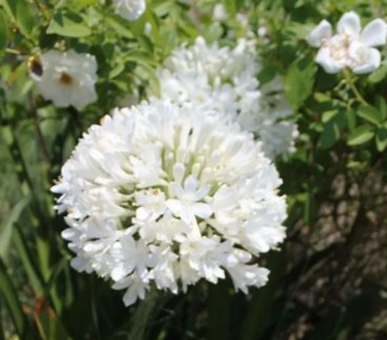 Agapanthus River Garden White - Large