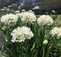 Agapanthus River Garden White