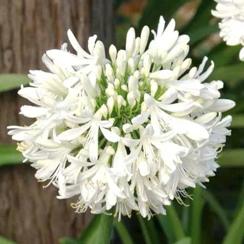Agapanthus 'Snowball'