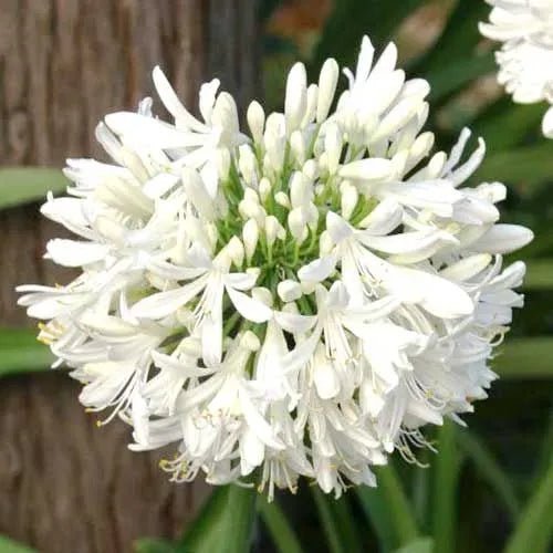Agapanthus 'Snowball' - Ladybird Nursery