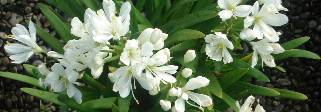 Agapanthus Agapetite Tissue culture - Ladybird Nursery