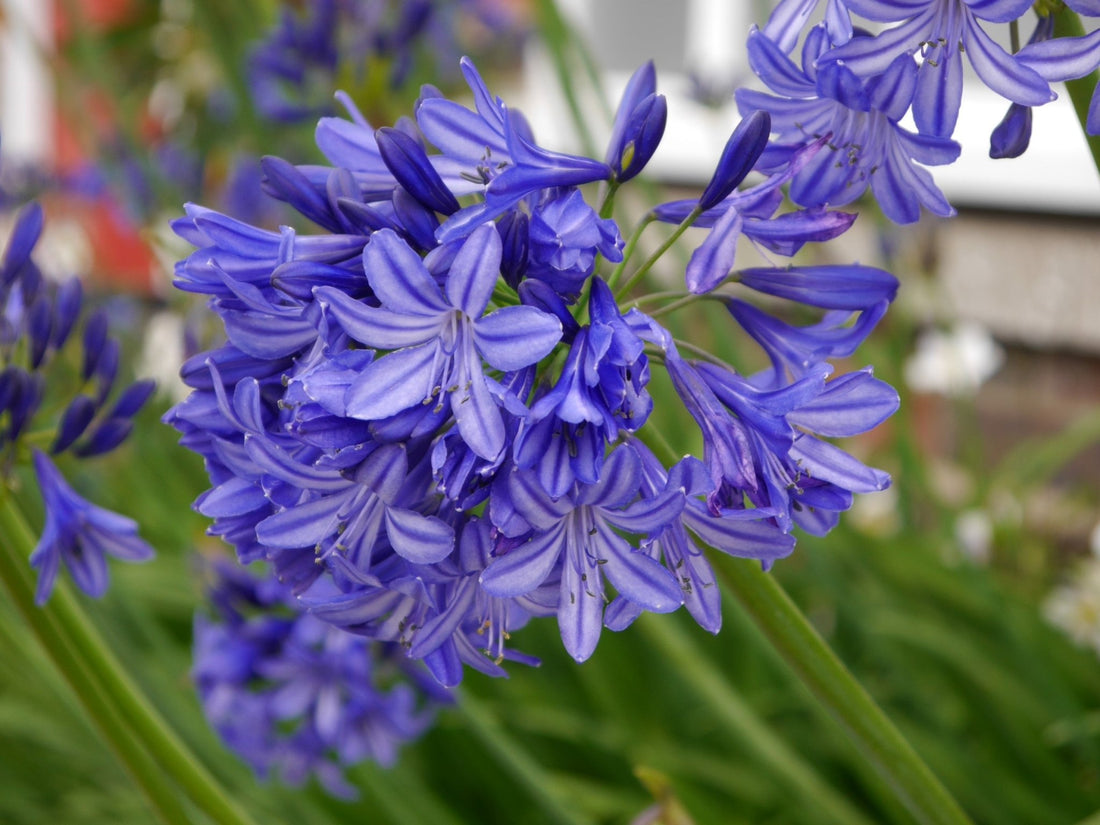 Agapanthus Blue Star - Ladybird Nursery