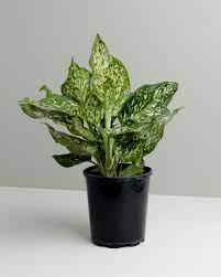 Aglaonema Eileen