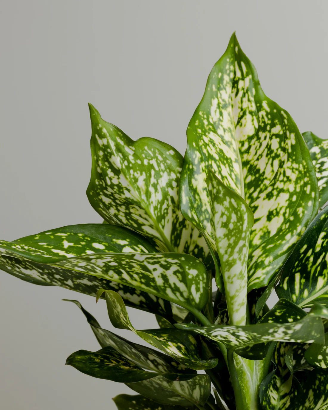 Aglaonema Eileen