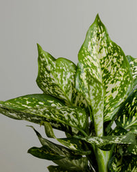 Aglaonema Eileen