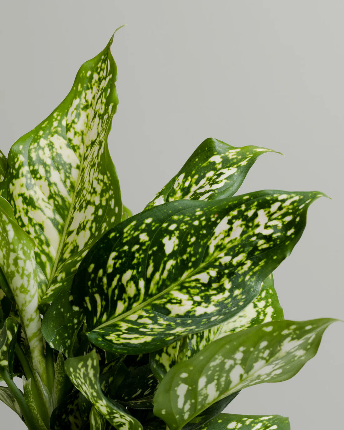 Aglaonema Eileen