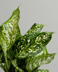 Aglaonema Eileen