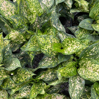 Aglaonema Eileen - Ladybird Nursery